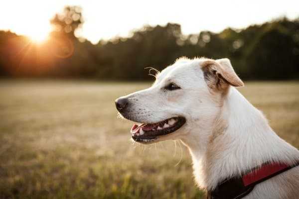 logo image for for the love of dog