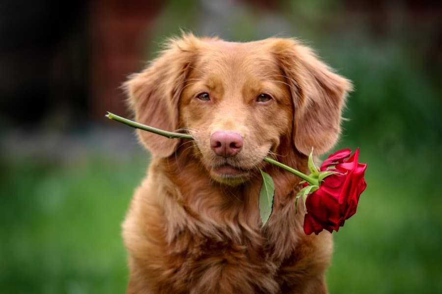 logo image for for the love of dog