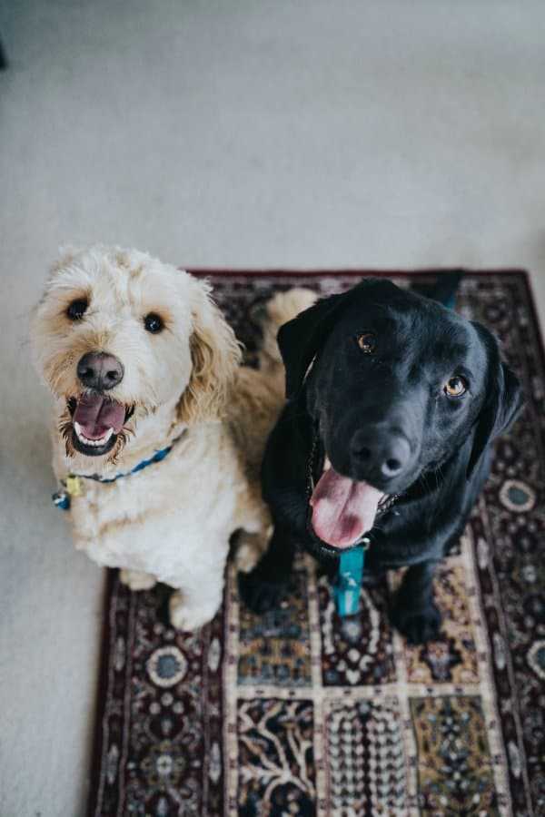 logo image for for the love of dog